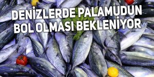 Denizlerde palamudun bol olması bekleniyor