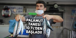 Palamut tanesi 10 TL'den başladı!