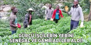 Gürcü işçilerin yerini Senegal ve Gambiali'ler aldı!