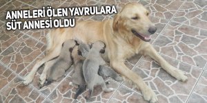 Anneleri trafik kazasında ölen 4 yavru köpeğe süt anne bulundu