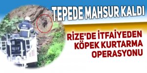  Rize'de itfaiyeden köpek kurtarma operasyonu