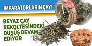 Beyaz çay rekoltesindeki düşüş sürüyor