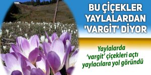 Bu çiçekler yaylalardan 'vargit' diyor