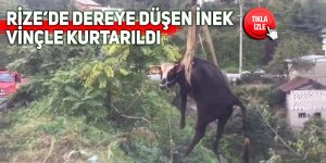 Rize’de dereye düşen inek vinçle kurtarıldı