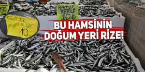 Bu hamsinin ‘Doğum yeri Rize’