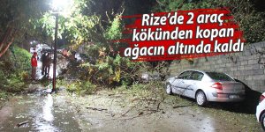 Rize’de 2 araç kökünden kopan ağacın altında kaldı