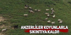 Anzerliler koyunlarla sıkıntıya kaldı!