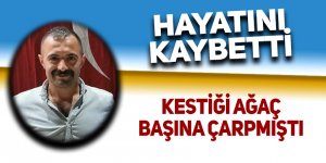 Kestiği ağaç başına çarpmıştı