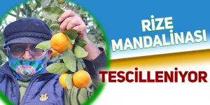 Rize mandalinası tescilleniyor