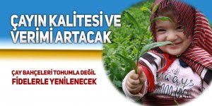 Gen havuzu sayesinde çayın kalitesi ve verimi artacak