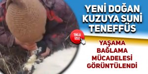 Yeni doğan kuzuya suni teneffüs