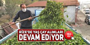 Rize'de yaş çay alımları devam ediyor