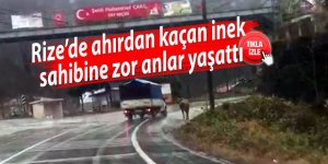 Rize’de ahırdan kaçan inek sahibine zor anlar yaşattı