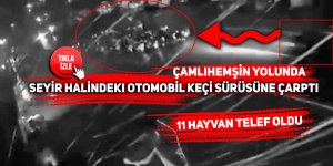 Seyir halindeki otomobil keçi sürüsüne çarptı