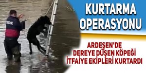 Ardeşen'de dereye düşen köpeği itfaiye ekipleri kurtardı