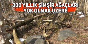 300 yıllık şimşir ağaçları yok olmak üzere