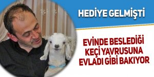 Keçi yavrusuna evladı gibi bakıyor