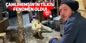 Çamlıhemşin'in tilkisi fenomen oldu!