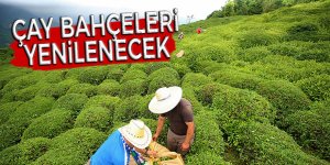 Çay bahçeleri yenilenecek