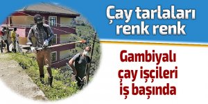 Gambiyalı çay işçileri iş başında