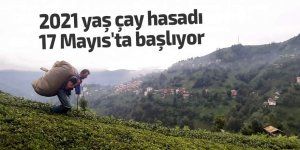 2021 yaş çay hasadı 17 Mayıs'ta başlayacak