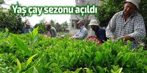 Yaş çay sezonu açıldı