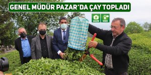 Genel Müdür Alim Pazar'da çay topladı