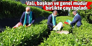 Vali, başkan ve genel müdür birlikte çay topladı