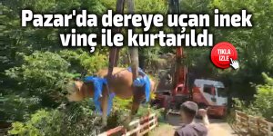 Pazar'da dereye uçan inek vinç ile kurtarıldı