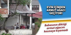 Evin içinden armut ağacı geçiyor