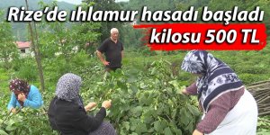 Rize'de kilosu 500 lirayı bulan ıhlamurun hasadına başlandı