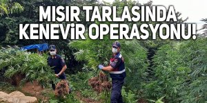 Mısır tarlasında kenevir operasyonu!