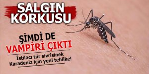 İstilacı tür sivrisinek Karadeniz için yeni tehlike!