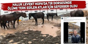 Haluk Levent'ten Hopa'da ölüme terk edilen atlar için seferberlik
