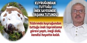 Kuyruğundan tuttuğu inek sayesinde yaşama tutundu