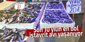 Son 10 yılın en bol istavrit avı yaşanıyor