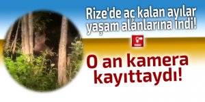 Rize'de ayılar yaşam alanlarına indi!