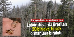 Laboratuvarda üretilen 50 bin avcı böcek ormanlara bırakıldı