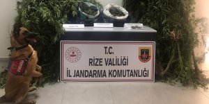 Rize’de yasa dışı kenevir operasyonu