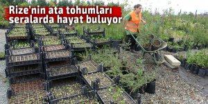 Rize’nin ata tohumları seralarda hayat buluyor