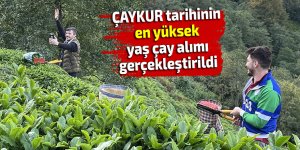 ÇAYKUR, tarihinin en yüksek yaş çay alımını gerçekleştirdi