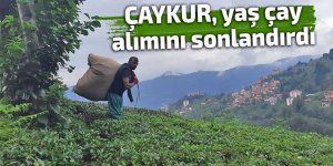 ÇAYKUR, yaş çay alımını sonlandırdı