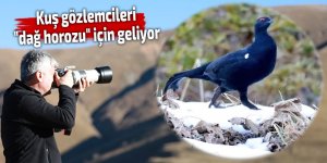 Kuş gözlemcileri "dağ horozu" için D. Karadeniz'e geliyor