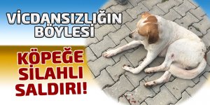 Köpeğe silahlı saldırı!