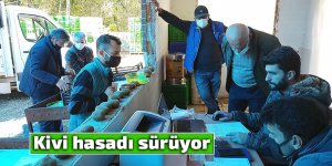 Rize'de kivi hasadı sürüyor