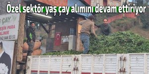 Özel sektör çay alımını devam ettiriyor