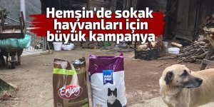 Hemşin'de sokak hayvanları için büyük kampanya