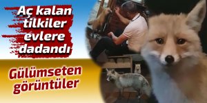 Tilkilerle gülümseten görüntüler