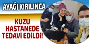 KUZU, HASTANEDE TEDAVİ EDİLDİ!