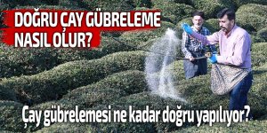 Çay gübrelemesi ne kadar doğru yapılıyor?